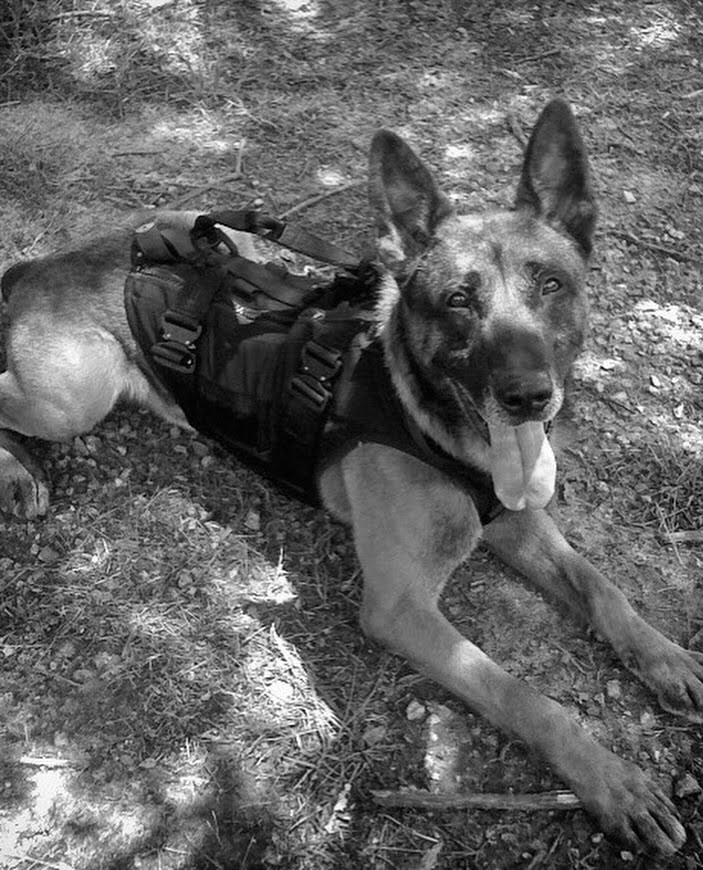 Spikesk9fund's tweet photo. 17 years ago today, K9 Remco saved our founder’s life by sacrificing his own.

On July 9, 2009, Remco located an enemy ambush during a mission to bring home a captured soldier. His actions gave his team the critical seconds they needed in the fight that followed.

Remco was killed that night. Because of him, three American lives came home.

Remco’s bravery was recognized with a #SilverStar & one of the stars in our logo carries his memory.

His legacy continues through every K9 served by our mission & every dog we fight to protect. KIA 7.9.09 🐺★