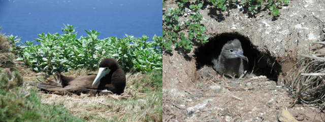 FFPRI_JP's tweet photo. 【研究成果】小笠原諸島で繁殖する海鳥の巣は、節足動物のすみかになっている！

https://t.co/0JitpcgdgU https://t.co/IH8pVVu4qY