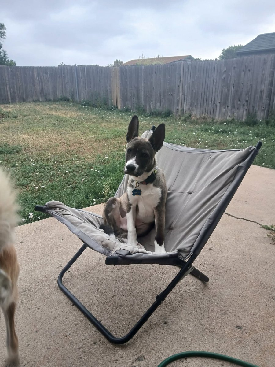 REALhailsNash's tweet photo. Tell me he doesn't look like Spencer? Tell me my dog isn't giving Spencer Reid vibes?! #spencereid #reid #mgg #matthewgraygubler #criminalminds https://t.co/2mdoPItlWt