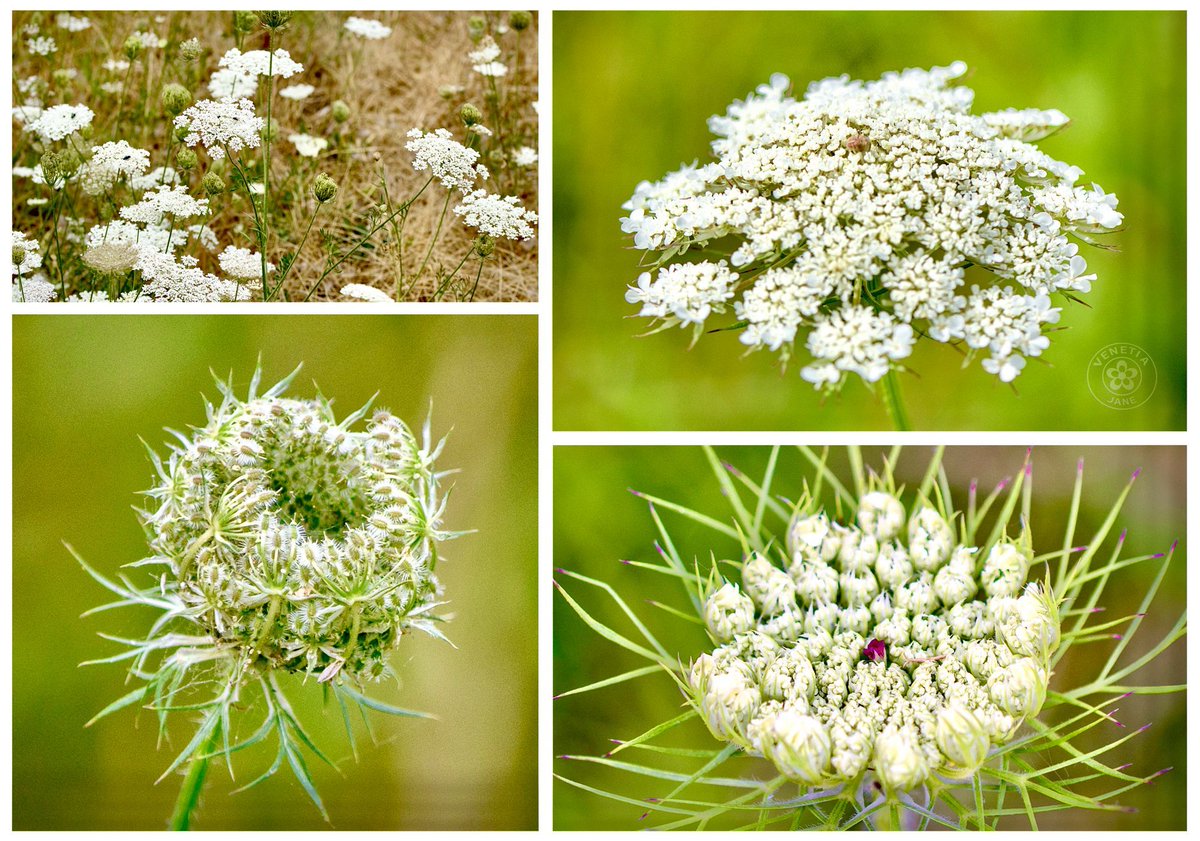 VenetiaJane's tweet photo. The wildflower Daucus carota is known as “Queen Anne’s Lace”. The name may refer to St Anne, “Queen of Heaven” and patron saint of lacemakers. Legend says the tiny red flower at the heart of its lacy white blooms marks a drop of blood that fell from her pricked finger. #folklore https://t.co/bHiyp1hNkw