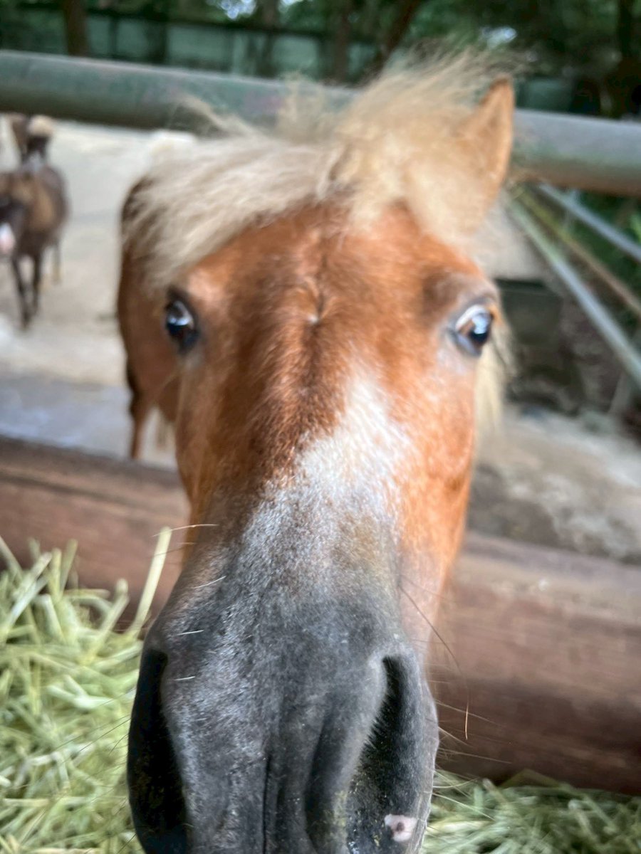 m_phoenixzoo's tweet photo. 7月6日は #サラダ記念日 

歌人・俵万智さんの歌集『サラダ記念日』に収められた一首から、親しまれるようになりました。

何でもない今日が、動物たちとの出会いで特別な一日になりますように。

ちなみに、当園にはポニーの #サラミ と #ミニサラダ がいます。

#宮崎市フェニックス自然動物園 https://t.co/KaP1Q2HLLA