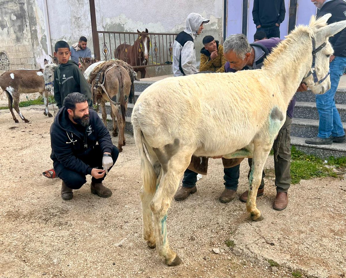 safehaven4donks's tweet photo. 💔In the West Bank,⛑️Dr Rakan treated donkeys, horses &amp; foals with horrific injuries, infected wounds &amp; painful illnesses, including a donkey whose ears had been torn in a dog attack.
🫵Your donations fund our mobile clinics. Please help us save more lives https://t.co/NgAQ810Gxe https://t.co/w1nRPNy1U0