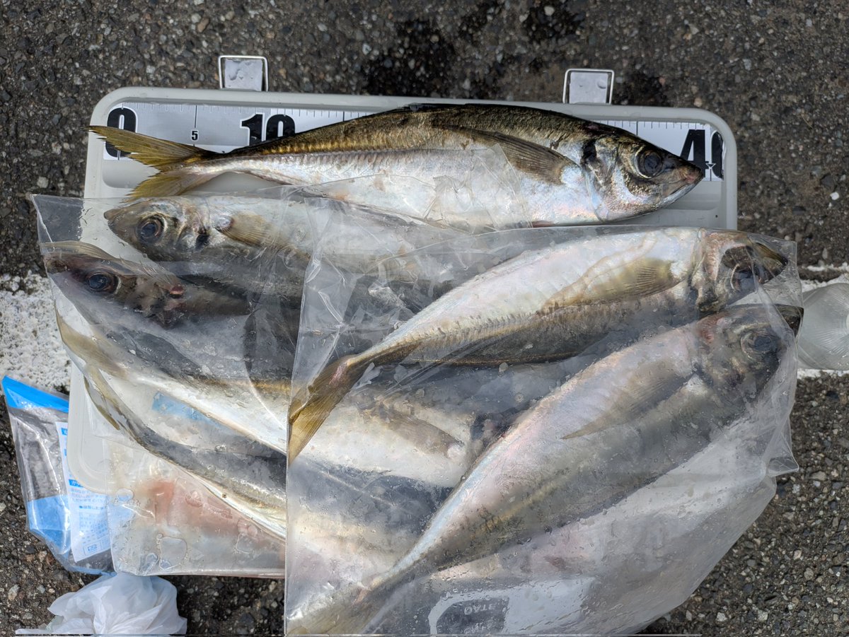 ttptmw880's tweet photo. 40オーバー2匹！大漁🐟️
刺身が旨すぎる。 https://t.co/MA0VFTjJzS