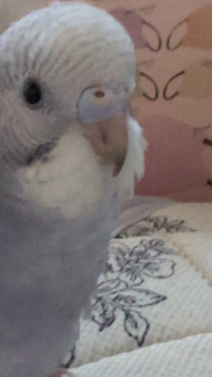 raiden_0217's tweet photo. 実はインコを飼い始めている
名前はソラちゃん🦜️🩵
 #セキセイインコ   #癒し https://t.co/oDDfDyfA4S
