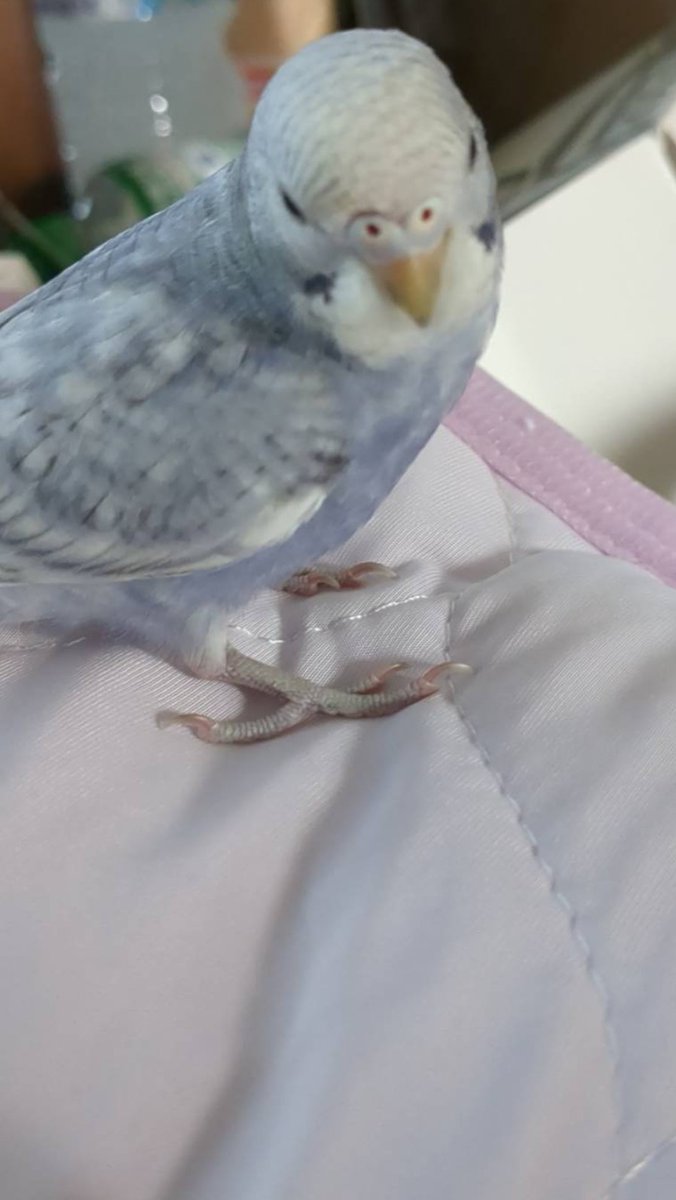 raiden_0217's tweet photo. 実はインコを飼い始めている
名前はソラちゃん🦜️🩵
 #セキセイインコ   #癒し https://t.co/oDDfDyfA4S