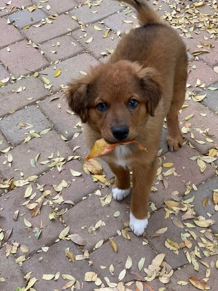 Legundo as dogs tweet media