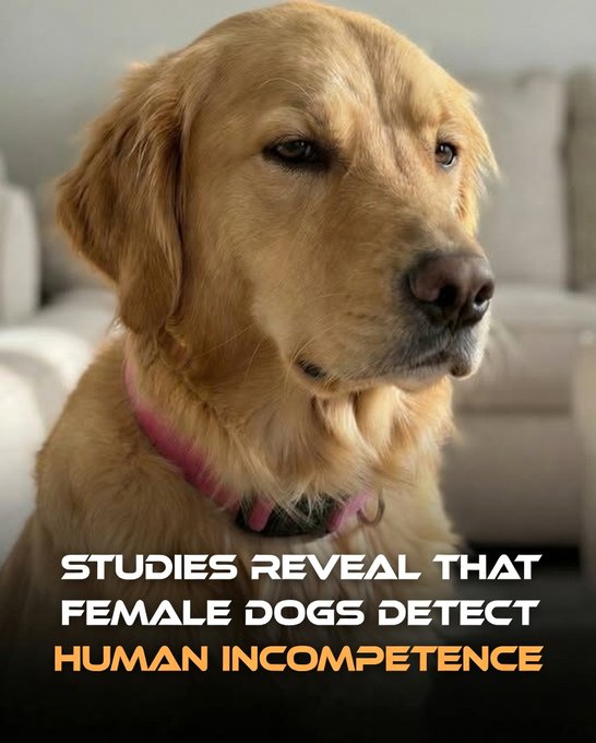 Rainmaker1973's tweet photo. Recent research from Kyoto University reveals that female dogs actively assess human competence—while male dogs do not.

Female dogs clearly prefer approaching humans who successfully complete tasks, such as opening food containers, over those who fail. In contrast, male dogs show no preference and treat both competent and incompetent humans equally.

These findings, published in a study titled "Female dogs evaluate levels of competence in humans," indicate that female dogs exhibit a more advanced form of social evaluation, particularly when food or resources are involved. They pay closer attention to human actions and their outcomes, using this information to decide who is the most reliable partner for obtaining rewards.

This competence bias suggests female dogs are more sensitive to efficiency and social results than previously thought. For dog owners, it means your female companion isn't just loyal—she's also quietly evaluating your ability to provide. These results highlight an intriguing sex difference in canine social cognition, potentially evolved to enhance females' chances of securing resources and survival.

[Chijiiwa, H., Horisaki, E., Hori, Y., Anderson, J. R., Fujita, K., & Kuroshima, H. (2022). Female dogs evaluate levels of competence in humans. Behavioural Processes, 203, 104778. DOI: 10.1016/j.beproc.2022.104778]