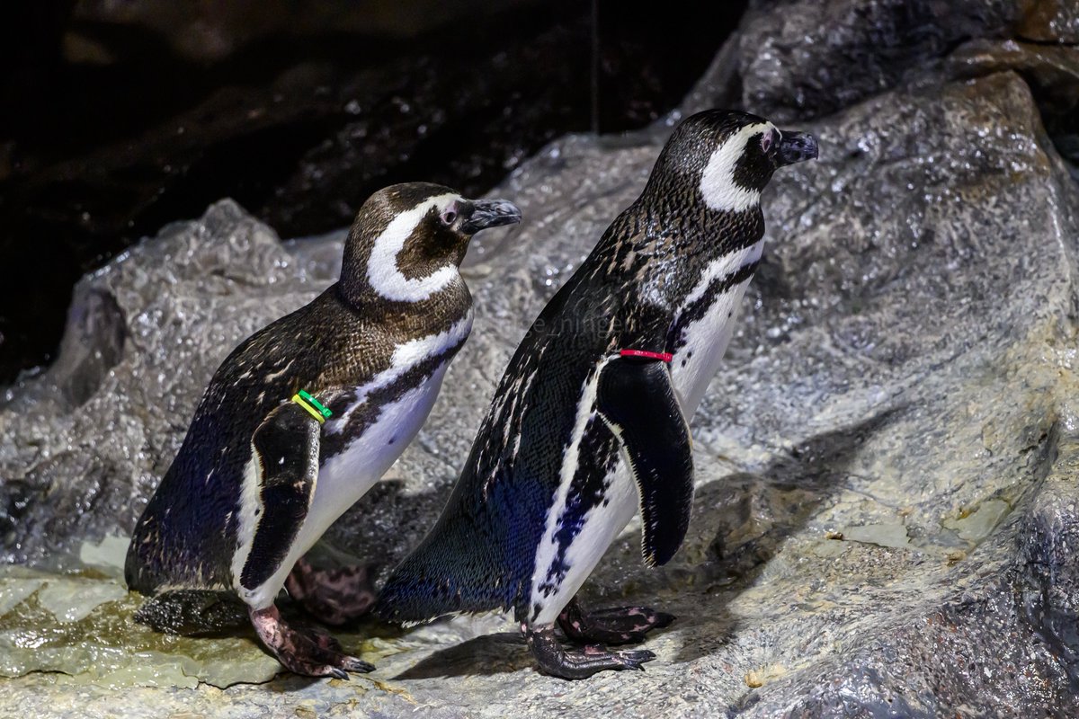 仲良し夫婦、いっしょにおさんぽ #羽毛さん日誌 #すみだ水族館