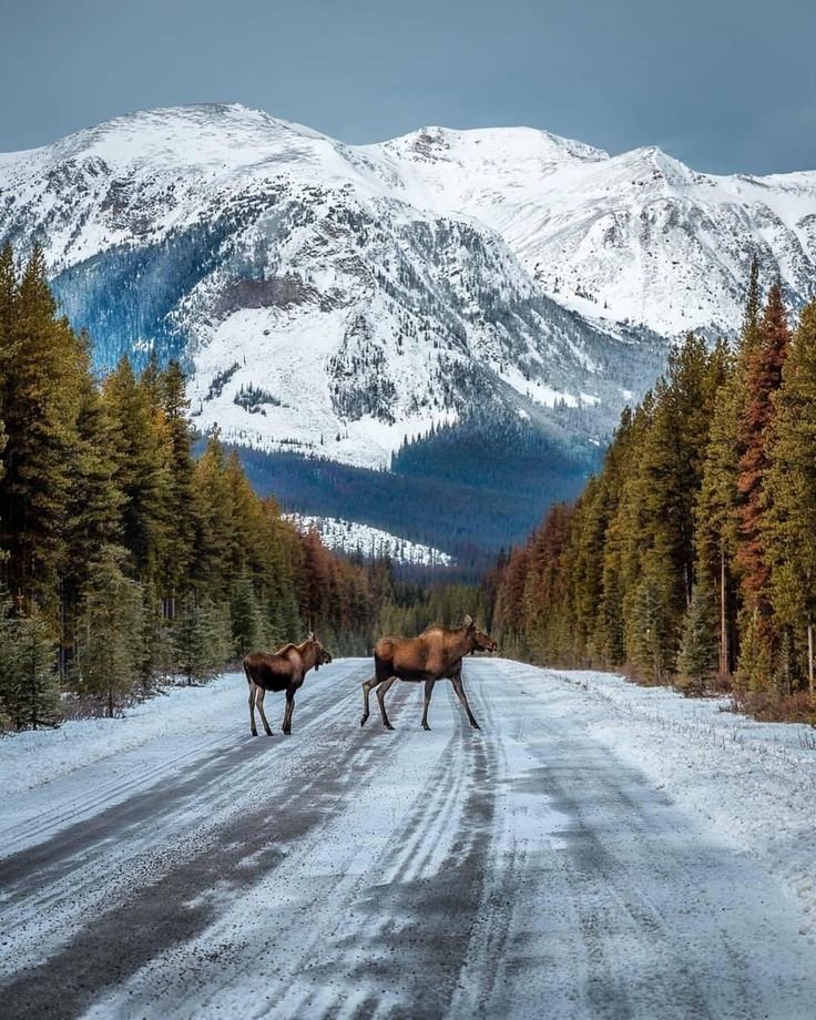 ab_cd_1235's tweet photo. Jasper National Park, Canada 🇨🇦 https://t.co/J34fEDS2gJ