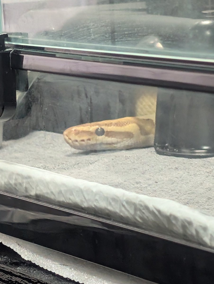velocy_snaking's tweet photo. さっきから作業の邪魔してくる🐍 https://t.co/S21qXJ27XG