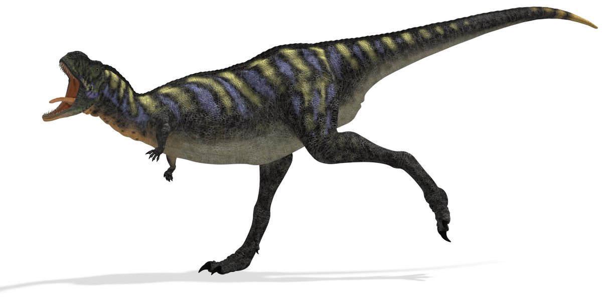 Hatenatica's tweet photo. 【アウカサウルス】

獣脚類の恐竜。
白亜紀後期のアルゼンチンに生息していた。名称は「アウカのトカゲ」という意味であり、化石が発見された場所、アウカ・マウェボにちなむ。全長5m。肉食。目の上に小さな一対の角があった。 https://t.co/pKKvGPCLj0
