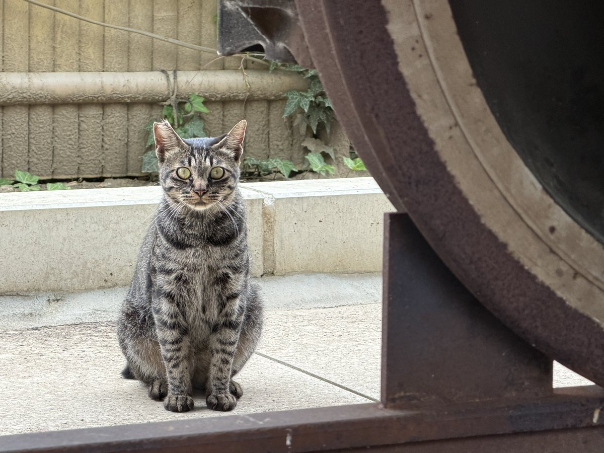 OER3264F's tweet photo. 115猫 https://t.co/nSI2S4uKyY