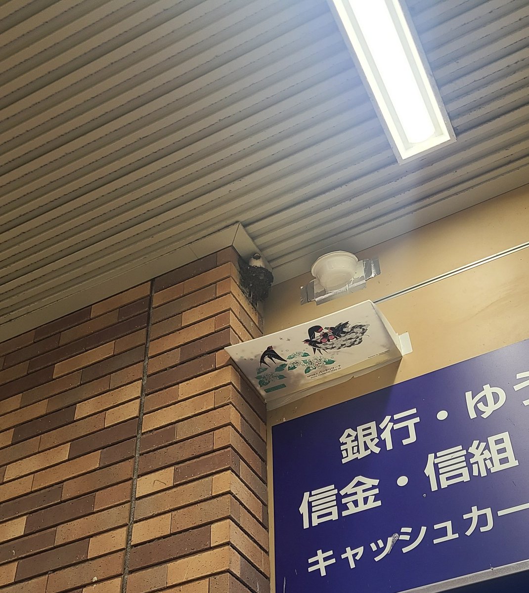 jcob4645's tweet photo. すみっこぐらし。 https://t.co/RrS7nUO9cS