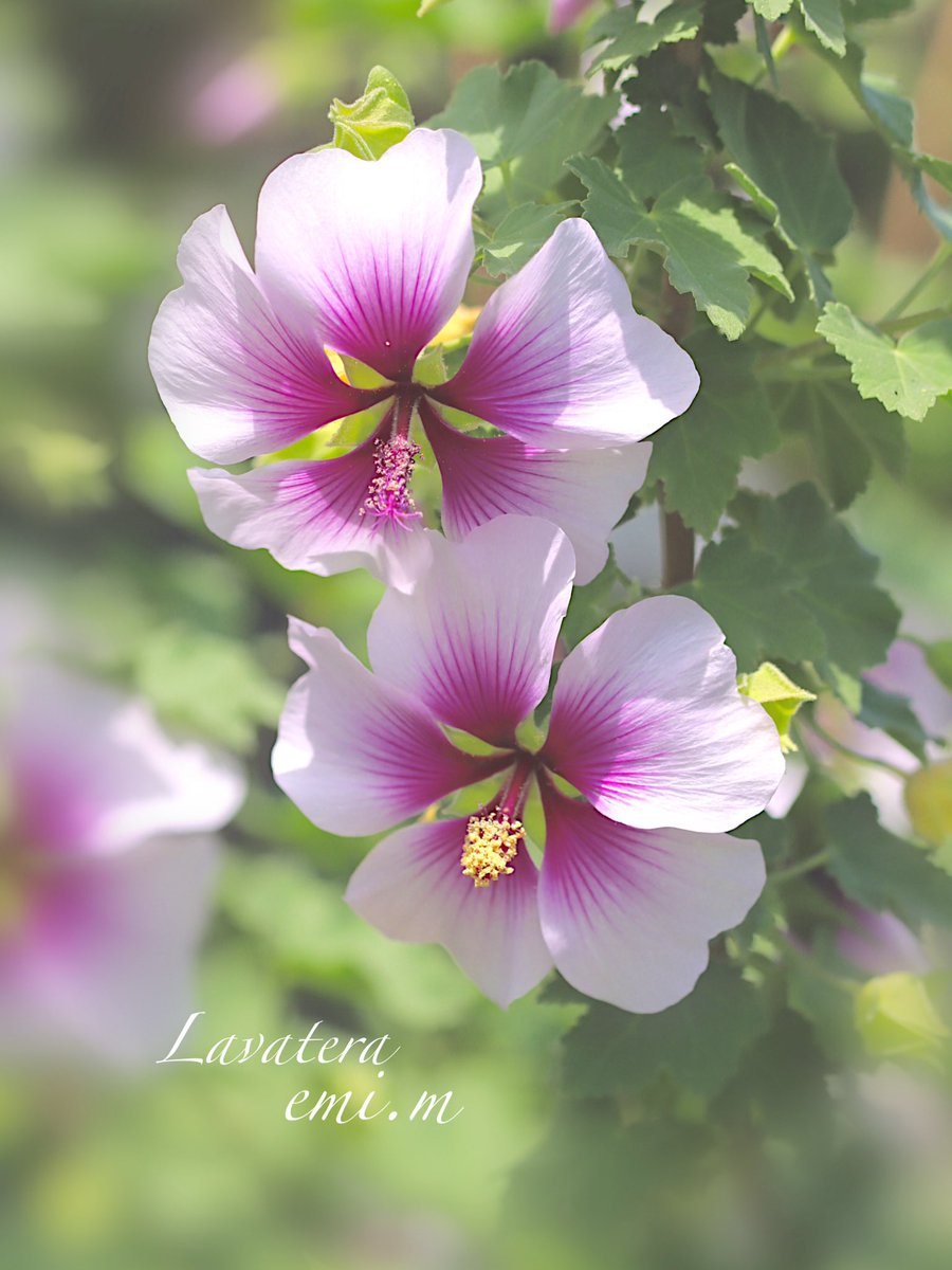 PoppiekRosnx's tweet photo. Start the week with a smile๐ธ๐๐ฉท๐
#MagentaMonday #FlowerPhotography #Lavatera #Flowers https://t.co/ik76m8X1Or