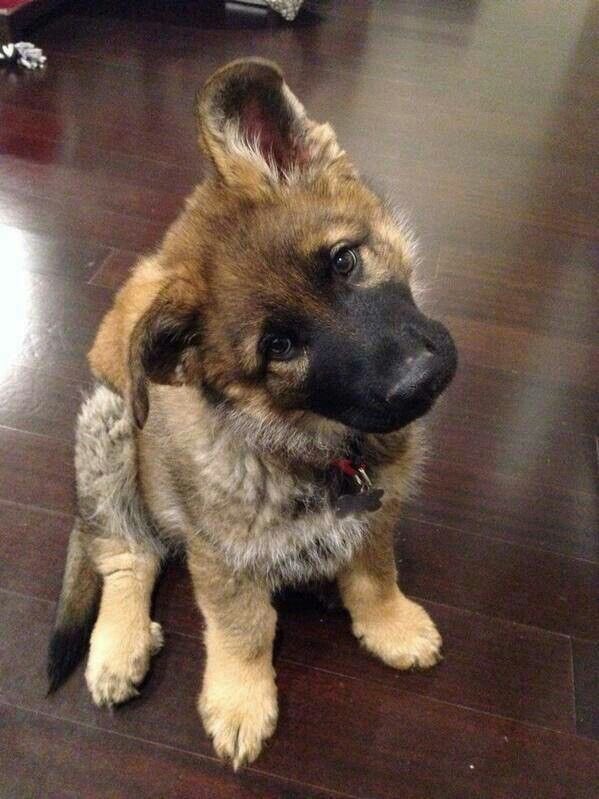 Legundo as dogs tweet media