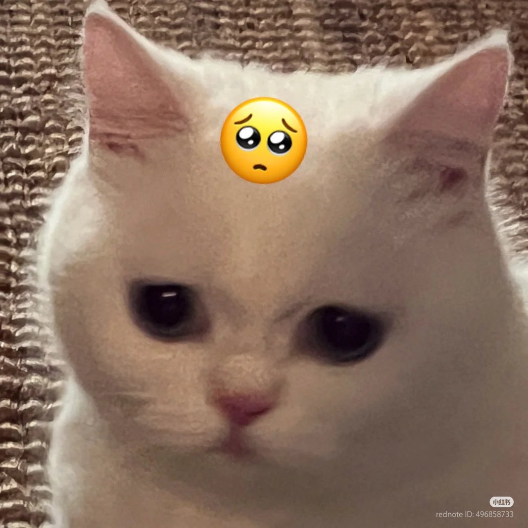 nocontextscats's tweet photo. 🥺 https://t.co/EA2bMerxx3
