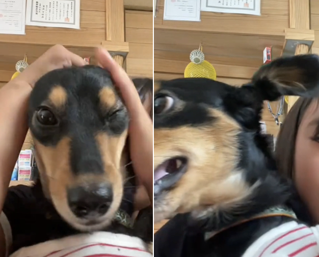 aigare01's tweet photo. Tik Tokで動物虐待
飼い犬を人形のように乱暴に扱う子供
耳を引っ張り、ヘアゴムで両耳を縛る

子供は面白いと思ってやってるんだろうけど
親は注意しろ！
Tik Tokアカウント名もふざけてて将来心配
手遅れになる前に通報したほうがいい
Tik Tok→ kanasa915
#動物虐待 https://t.co/qyYoTUj2py