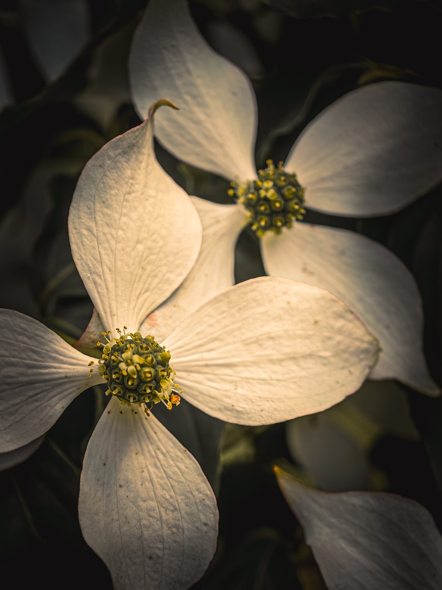 LadyTruckView's tweet photo. A moody fine art interpretation of the beautiful Cornus kousa. Instead of documenting reality, I wanted to explore light, shadow, and atmosphere, turning these delicate white bracts into glowing forms emerging from the darkness. 

#FineArtPhotography   #flowers #macro https://t.co/rJnEdx8ENx
