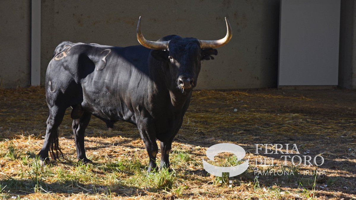 Pamplona1972's tweet photo. Corridón de Jandilla para el día 14. https://t.co/NN45qQaFfq