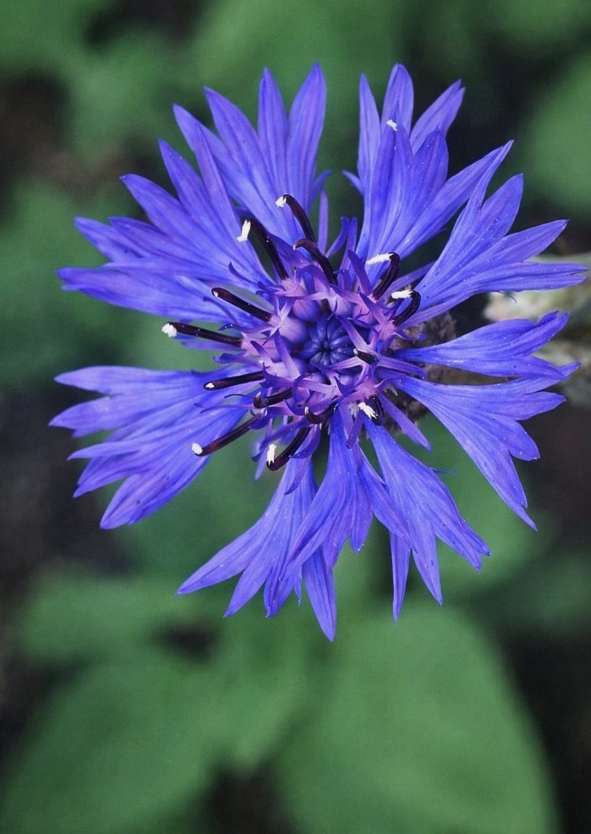 Fanta239C's tweet photo. 🪻🌱
.
.
.
.
.
.
#kornblume #cornflower #flower #flowerlove #flowerpower #flowerphotography #blume #blumenfotografie #blumenliebe #blütenzauber #lila #purple #natur #nature #naturfotografie https://t.co/C0afkuOnv1