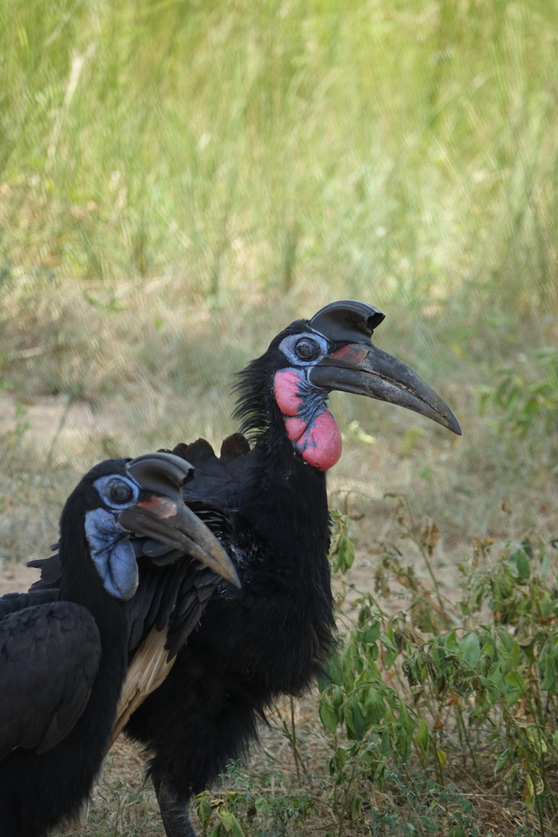 indelibletours's tweet photo. Uganda is a birdwatcher's paradise! 🦅 Spot iconic species on an unforgettable safari with Indelible Tours Africa. #UgandaSafari #Birding #VisitUganda https://t.co/SON6RwyS0v