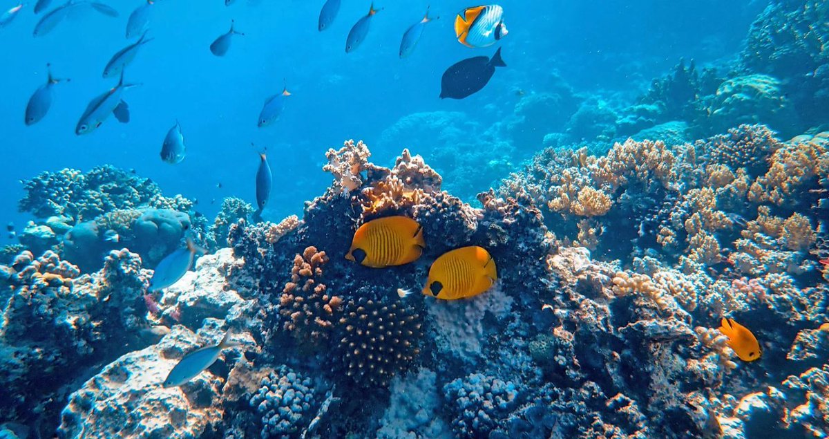 reef_research's tweet photo. PhD OPPORTUNITY: Coral Reef Ecology and Quantitative Marine Science - SEASTRONG Project - Ecoles Pratique des Hautes Etudes (PSL) - Perpignan, France

PSL are eeking a highly motivated PhD candidate to join the Horizon Europe project SEASTRONG, focusing on ecological connectivity among mangroves, seagrass beds and coral reefs in Fiji. The PhD will investigate how coastal habitat mosaics support reef fish communities and sustain key ecosystem functions, including trophic connectivity, nutrient cycling, biomass production and reef resilience.

The candidate will be based at CRIOBE in Perpignan, France, within an international research environment dedicated to coral reef ecology and quantitative marine science. The project will include extended fieldwork in Fiji, where a local co-supervision and collaboration framework will be established with Fijian scientific and institutional partners. The PhD will also benefit from the broader European SEASTRONG network, including partners working on tropical seascape connectivity, ecological functions, biogeochemistry and marine conservation.

Application deadline 1st August 2026

Full details here: https://t.co/9eYcbXGkQT

This and other coral career opportunities can be found on our website here: https://t.co/vNXtExp3e5

#coralreefs #phd #phdopportunity #careers #habitatmosaics #reeffish #coralreefecology #marinescience #marineecology #coral #marinebiology