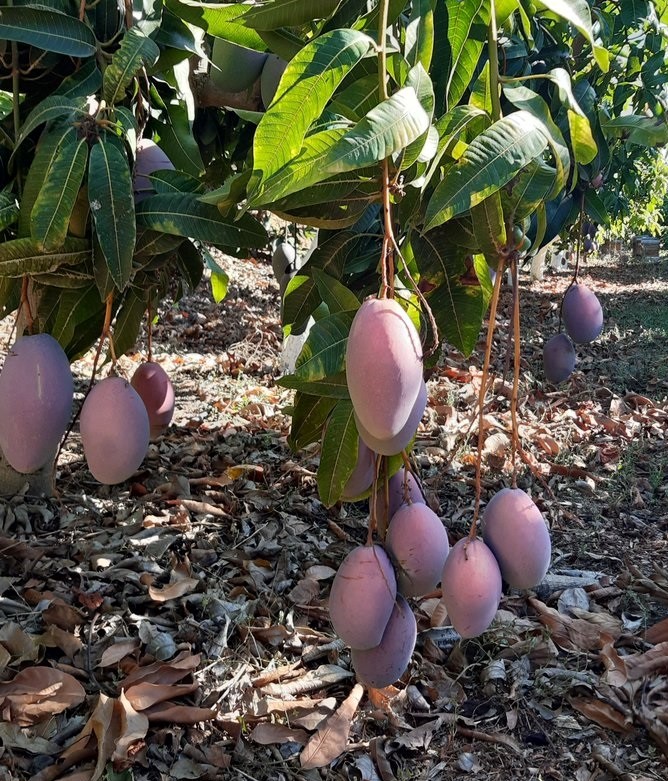 IfapaJunta's tweet photo. ¿Te interesa aprender sobre la #poda del #mango?🥭
El #IFAPA imparte en #Almuñécar un taller para conocer las herramientas de poda y su manejo, la morfología y fisiología del mango, así como realizar #prácticas de poda🌱
🗓️16 y 17 julio
🌐Inscríbete en: https://t.co/tn70tFGXnw https://t.co/ejthc2eIbm