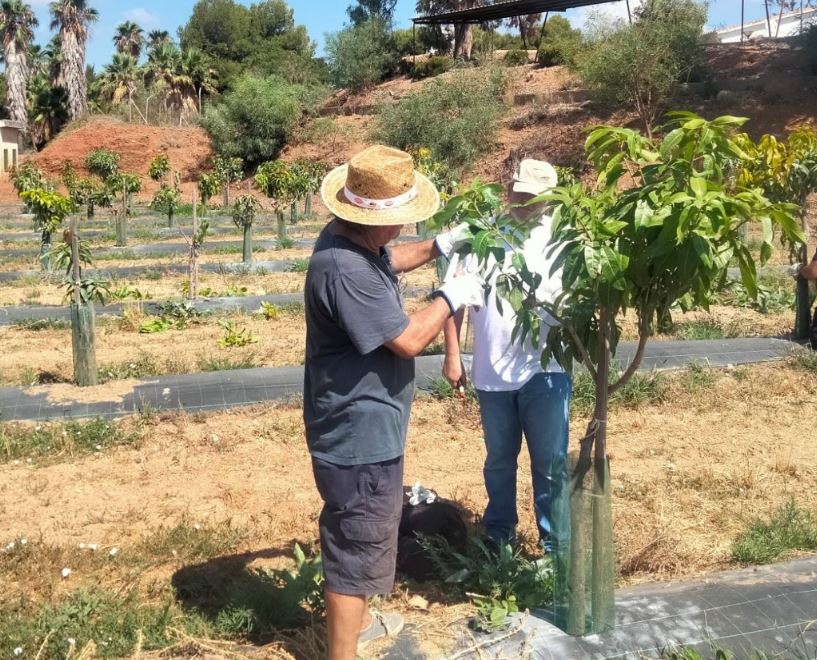 IfapaJunta's tweet photo. ¿Te interesa aprender sobre la #poda del #mango?🥭
El #IFAPA imparte en #Almuñécar un taller para conocer las herramientas de poda y su manejo, la morfología y fisiología del mango, así como realizar #prácticas de poda🌱
🗓️16 y 17 julio
🌐Inscríbete en: https://t.co/tn70tFGXnw https://t.co/ejthc2eIbm