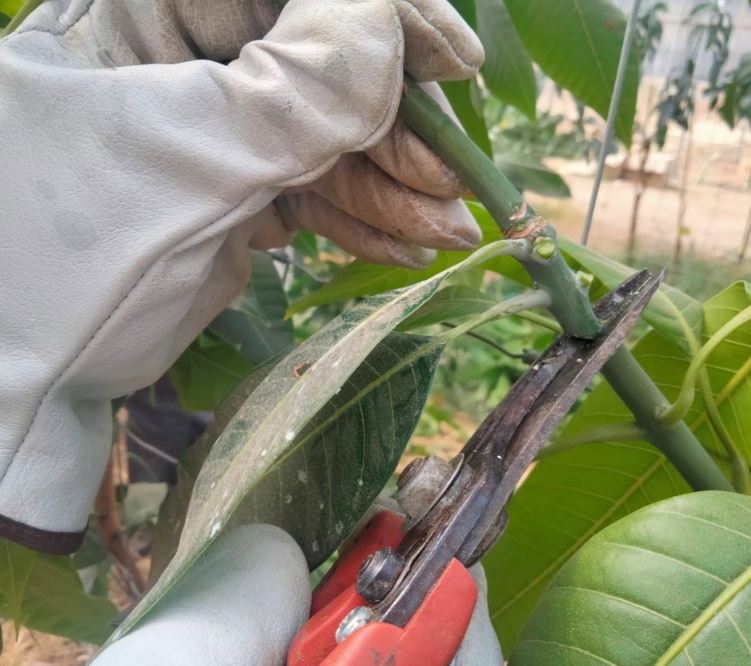 IfapaJunta's tweet photo. ¿Te interesa aprender sobre la #poda del #mango?🥭
El #IFAPA imparte en #Almuñécar un taller para conocer las herramientas de poda y su manejo, la morfología y fisiología del mango, así como realizar #prácticas de poda🌱
🗓️16 y 17 julio
🌐Inscríbete en: https://t.co/tn70tFGXnw https://t.co/ejthc2eIbm