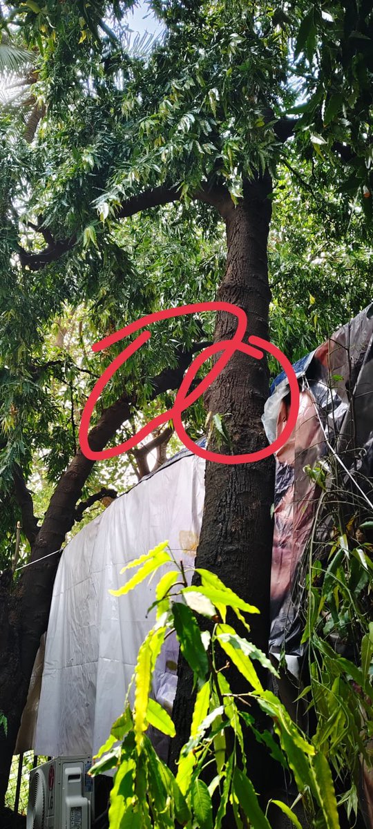 INCsanjeevsingh's tweet photo. @mybmc ,@mybmcWardKE  
विकास टॉवरच्या मागे, मोगरा व्हिलेज क्रॉस रोड, नूरानी मस्जिद गल्ली येथे घरावर एक मोठे झाड लटकत आहे.  
तेज वाऱ्यात ते शेजारच्या घरावर पडून जीवितहानी होऊ शकते.  
कृपया लवकरात लवकर कारवाई करा. नागरिक सुरक्षेसाठी विनंती. https://t.co/7og1uwxuZQ