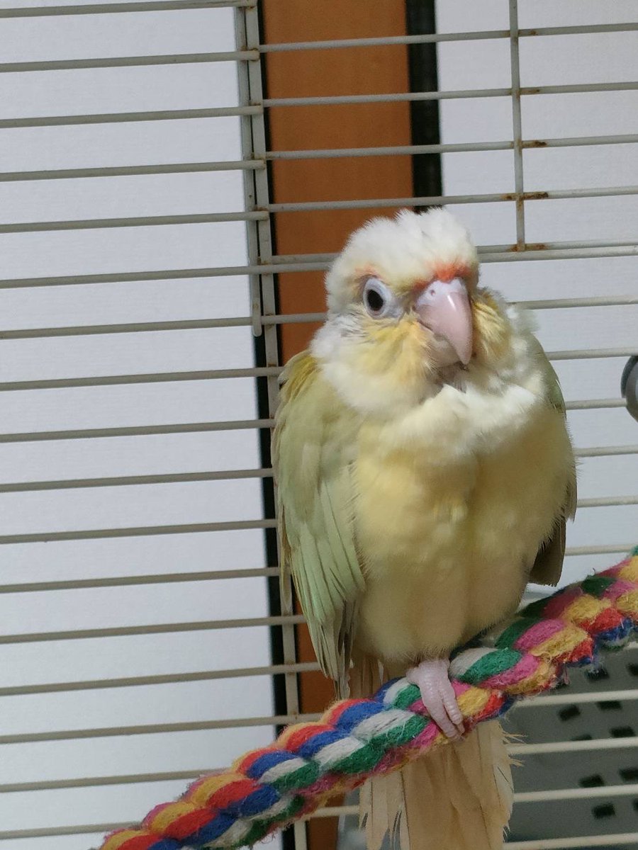 BirdLateto's tweet photo. 家族がほしいでち。
誰かお迎えしてくれないでちか。

 #ウロコインコ雛  #ご家族募集中  #兵庫県 https://t.co/PGOQV2hqp5