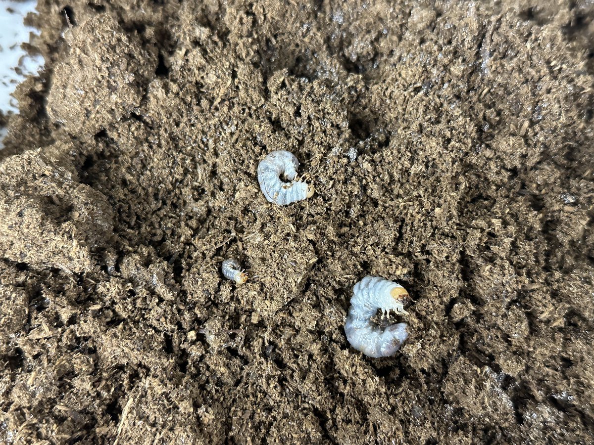 donguri648's tweet photo. マライタ産スペキオススホソアカクワガタの幼虫が孵化し始めました。

大アゴが発達してカッコいい人気のホソアカクワガタです。

数がたくさん取れたら幼虫販売致しますのでお待ち下さい。 https://t.co/9D9nW5VmUy
