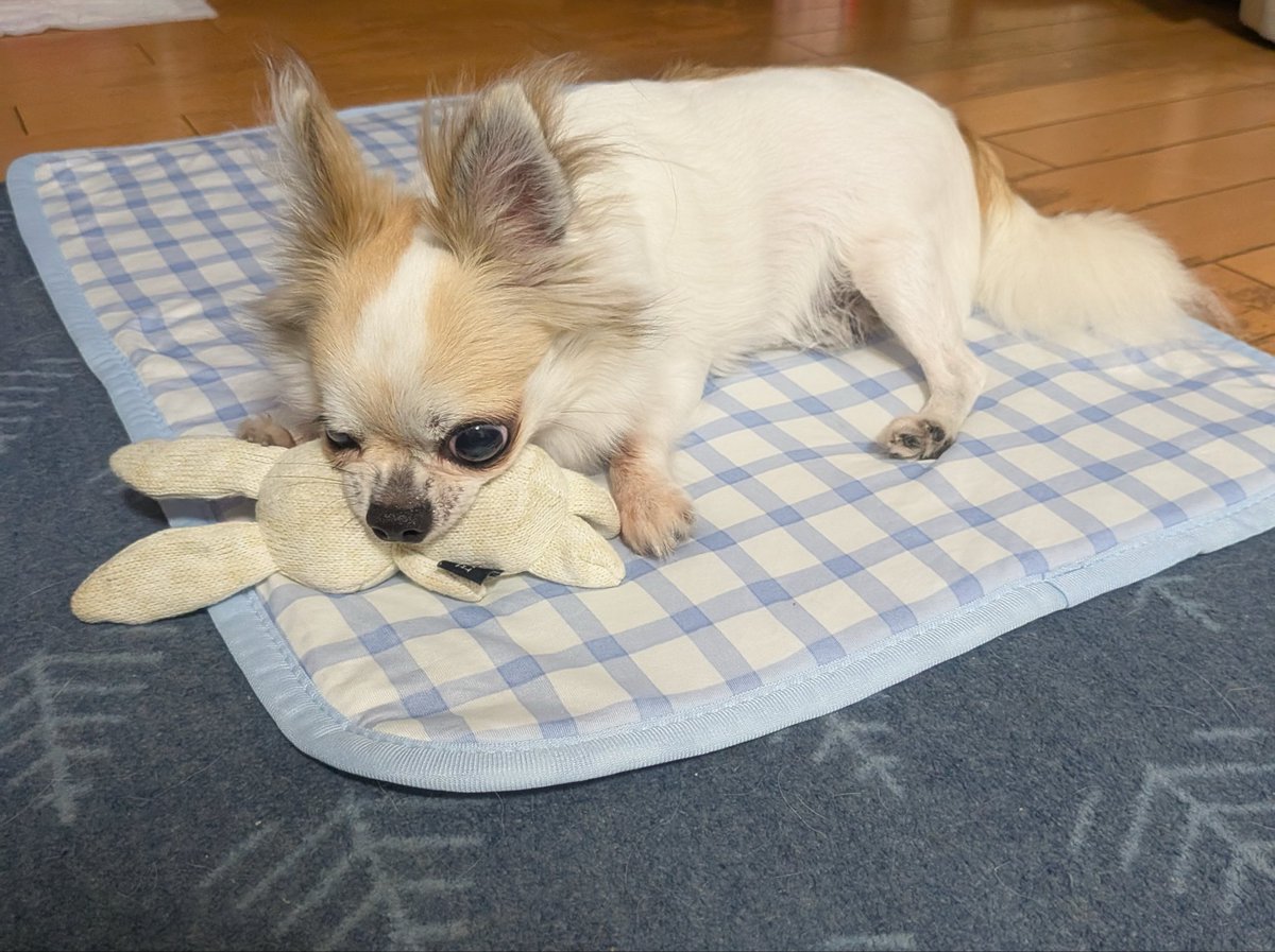 helpernavi's tweet photo. 先代が🌈のたもとに向かってからちょうど一年。辛くて今日まで🐶の投稿できませんでした。
半年前に保護施設に見に行ったとき即ばぁばの膝の上に居座ったこの子を迎えました。
そして今日はこの子の5歳の誕生日。人懐っこい子です。これからもよろしくね。#チワワ https://t.co/Mi4Fpue2Sy