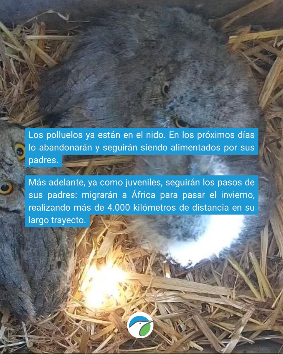 SEO/BirdLife tweet media