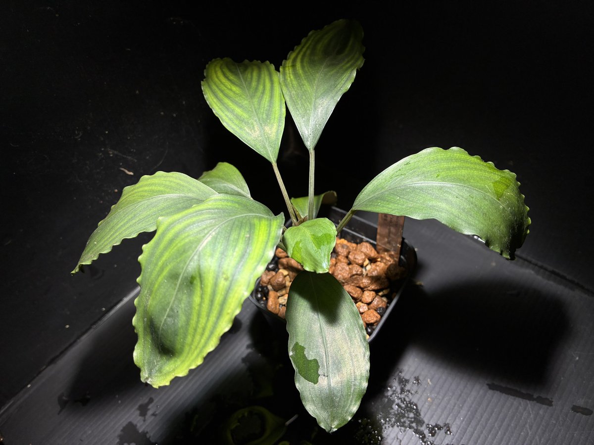 iws_aquafocus's tweet photo. Bucephalandra sp. "Balai sebut" kab. Sanggau【TB】2012.9入荷 D個体増殖株

たしか去年はシークレットだったはず🤔
今年も大株をブリーダー様が持ってきてくれました！
どの株を当時購入したか、しっかり記録されています✍️

 #アクアフォーカス周年祭2026
 #AquaFocus周年祭2026 https://t.co/jgQ93FSvBt