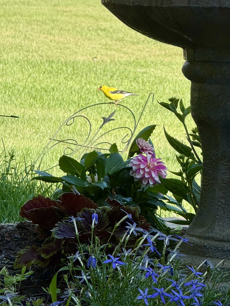 RConnR's tweet photo. Tiny visitor https://t.co/EMr0bnzqB0