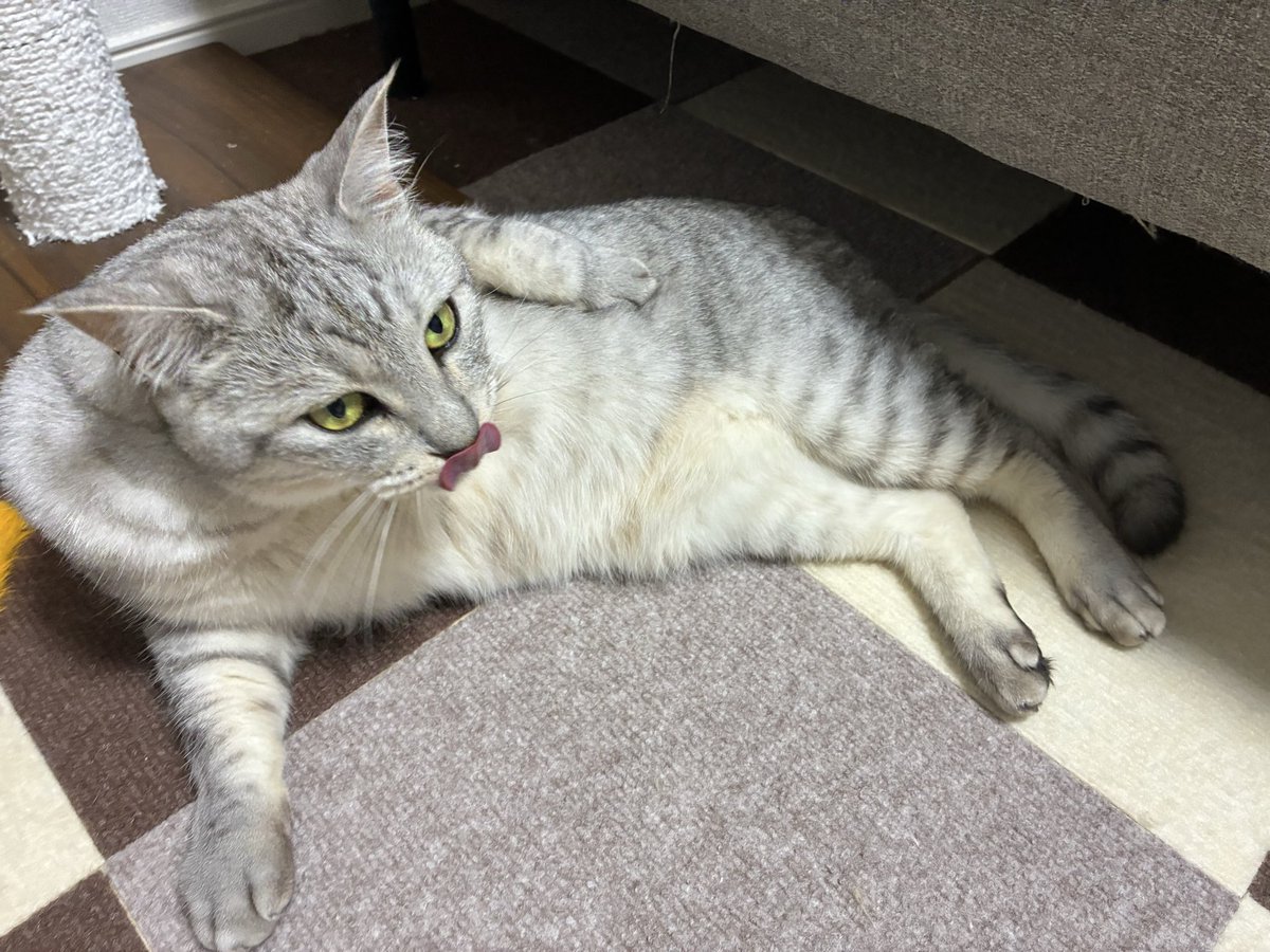 mmatiast's tweet photo. ﾍﾟﾛﾝ https://t.co/crdGftuLeN