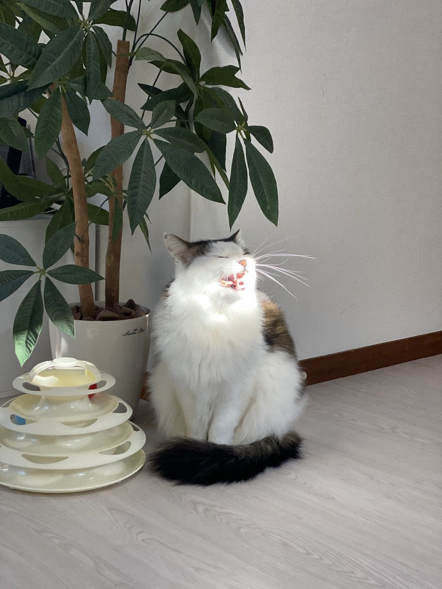 _mnmnwewe's tweet photo. 選んだ写真は1枚目で、下書きはこんな感じ！
背景から塗り進めていくよ♩
私はリアルな色彩にしたけどピンク水色緑とかで描いてる人もいた！アーティスティック…✨️

アルコールの種類も多くて、カクテルもあった🍸そして飲み放題🍸
もちろんノンアルコールもたくさんあったよ！飲めなくても大丈夫👌🏻 https://t.co/WngZbtjPWh