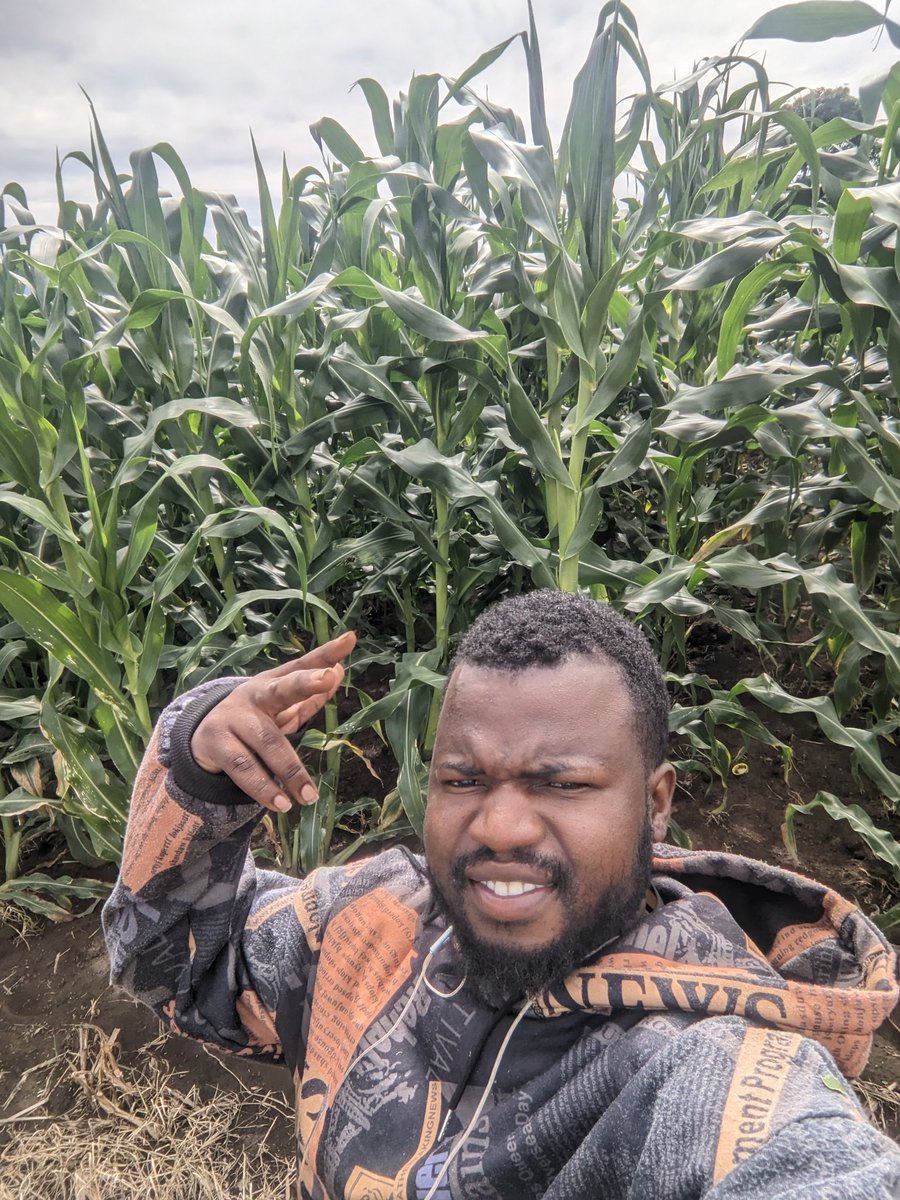 TichaMandevu's tweet photo. Nimetumia mbegu nyingi sana za mahindi ila hiii nairudia Tena mwaka huu nilikua napiga hesabu aisee inabeba sana🙌. https://t.co/z2mGv8k5ce