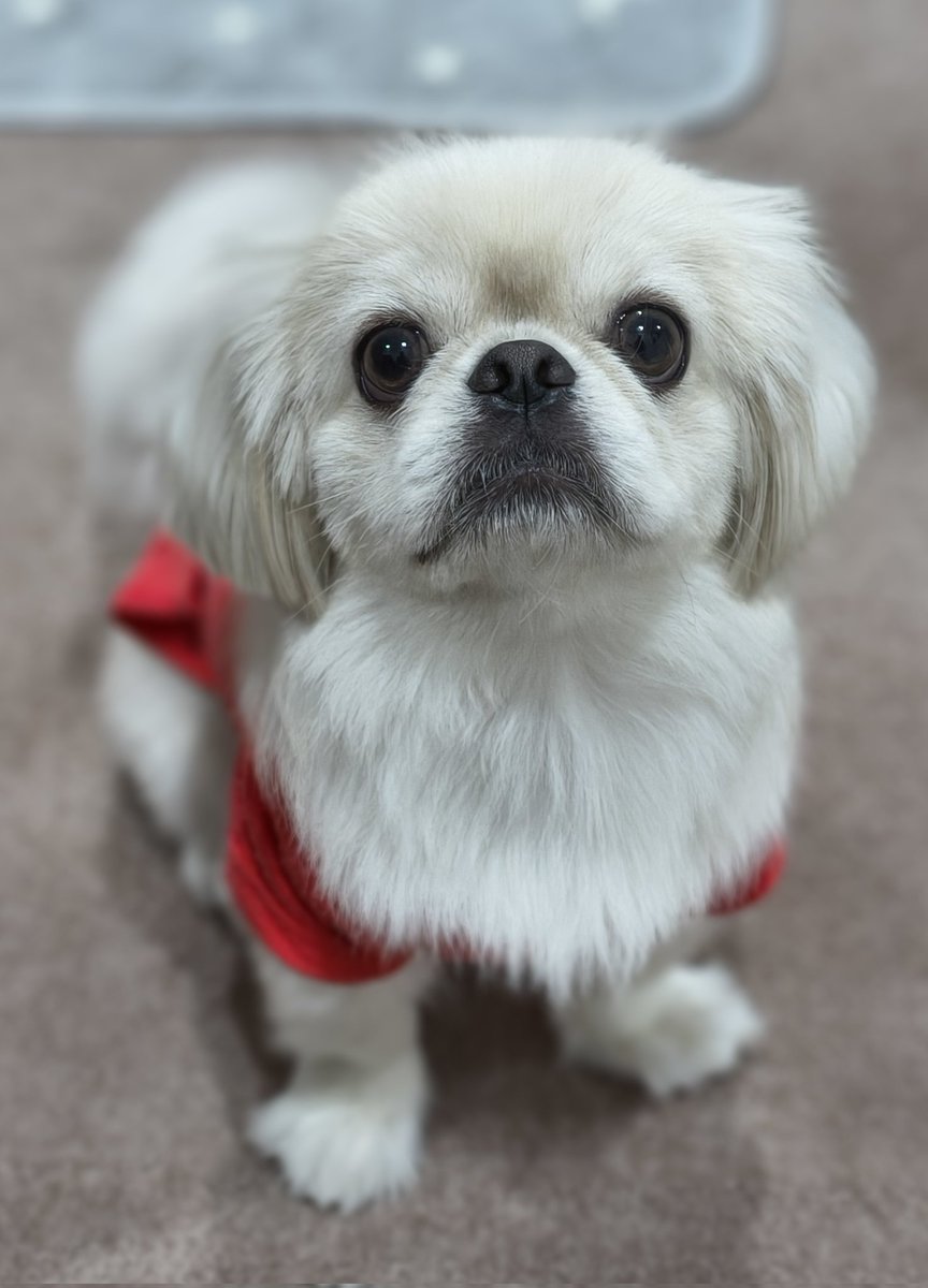 MAKKYBEAR's tweet photo. ファルライオン爆誕🐕

今胸毛がライオン🦁なのよ🤣 https://t.co/MDErJkI938