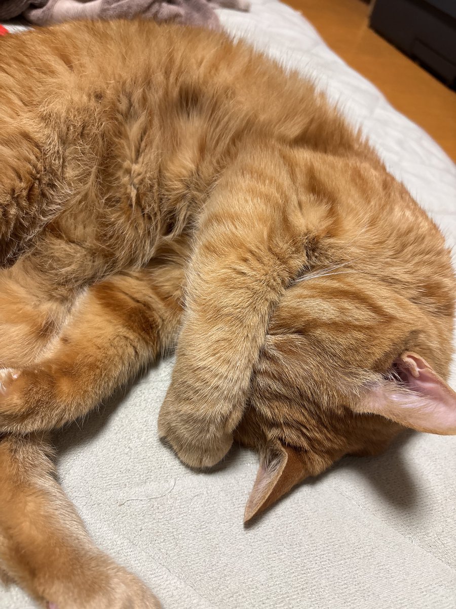gb0530's tweet photo. かわいい寝姿のにゃんこがいる幸せ🐱

#猫 #猫のいる暮らし #茶トラ https://t.co/gkTWnvBJje