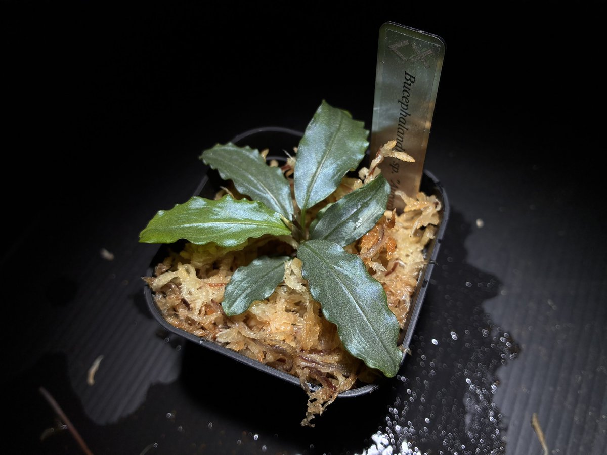 Bucephalandra sp. 