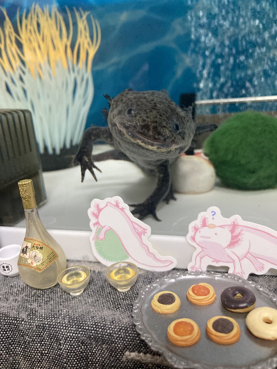 ardry_'s tweet photo. @LunaRossa924 飲み過ぎたらこんな風にずっこけちゃうかも？🤣 https://t.co/KPv2A50Ljf