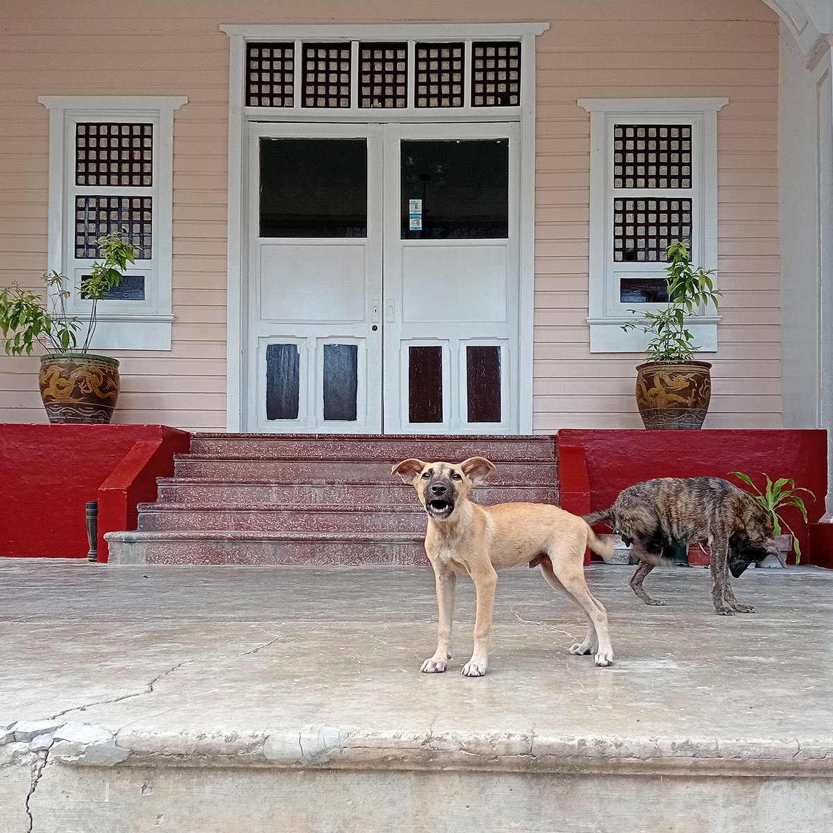 Lakan_Olivares's tweet photo. Protecting History
May 2026
Mancao Mansion, Barangay Santa Catalina,
Cárcar City, Province of Cebú
#filipinophotography #photography #sliceoflife #apictureaday #streetphotography #candidphotography #creaturefeature #dogphotography https://t.co/vr7r4psZFK