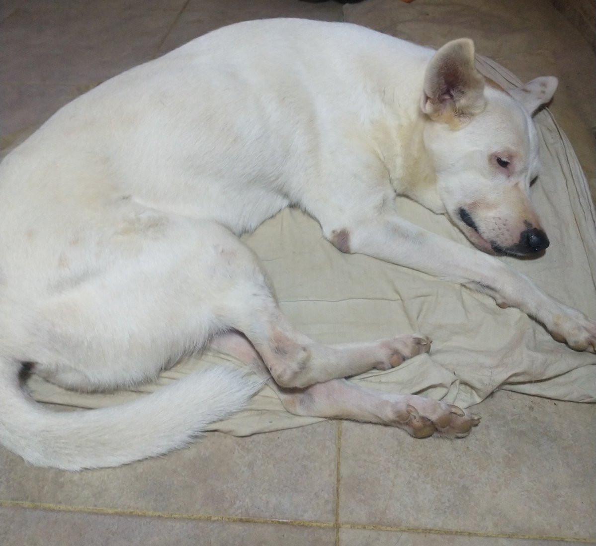 ntarrazz1's tweet photo. Blanca tiene vómitos desde hace tres días. Por recomendación veterinaria intenté parar los vomitos sin éxito con metoclopramida, luego con ondansetron y ranitidina.
Requiere valoración, eco y examenes #URGENTE 
Pago móvil 0105 04147698490 8645455
Zelle donatefungumi@gmail.com https://t.co/8ddh52NSEH