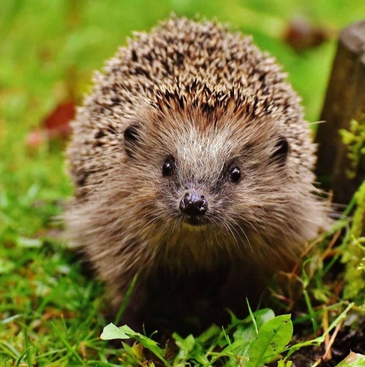 Jennarwec78's tweet photo. Tiny but fearless, nature's little explorer. 🦔🌿💚
#Nature #AnimalLover #ForestLife #NaturePhotography #Cute #ExploreNature #EarthBeauty #WildlifePhotography #GreenNature #AnimalWorld #InstaNature #LoveNature https://t.co/I6fWQMJ2LH
