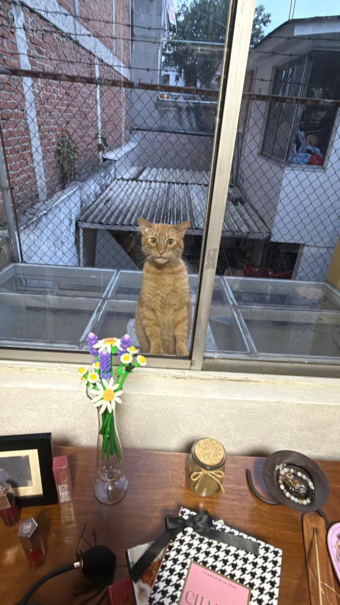 PauPauDeFrutas's tweet photo. Gato naranjoso en adopción.
Antes de que empiecen: SOY ALÉRGICA A LOS GATOS, no me lo puedo quedar.
Este bello gatito ha estado rondando por mi casa desde hace unos días. Se va a llevar a resguardo con mi veterinario hasta que le encontremos una familia. https://t.co/F8nrMIiJo0