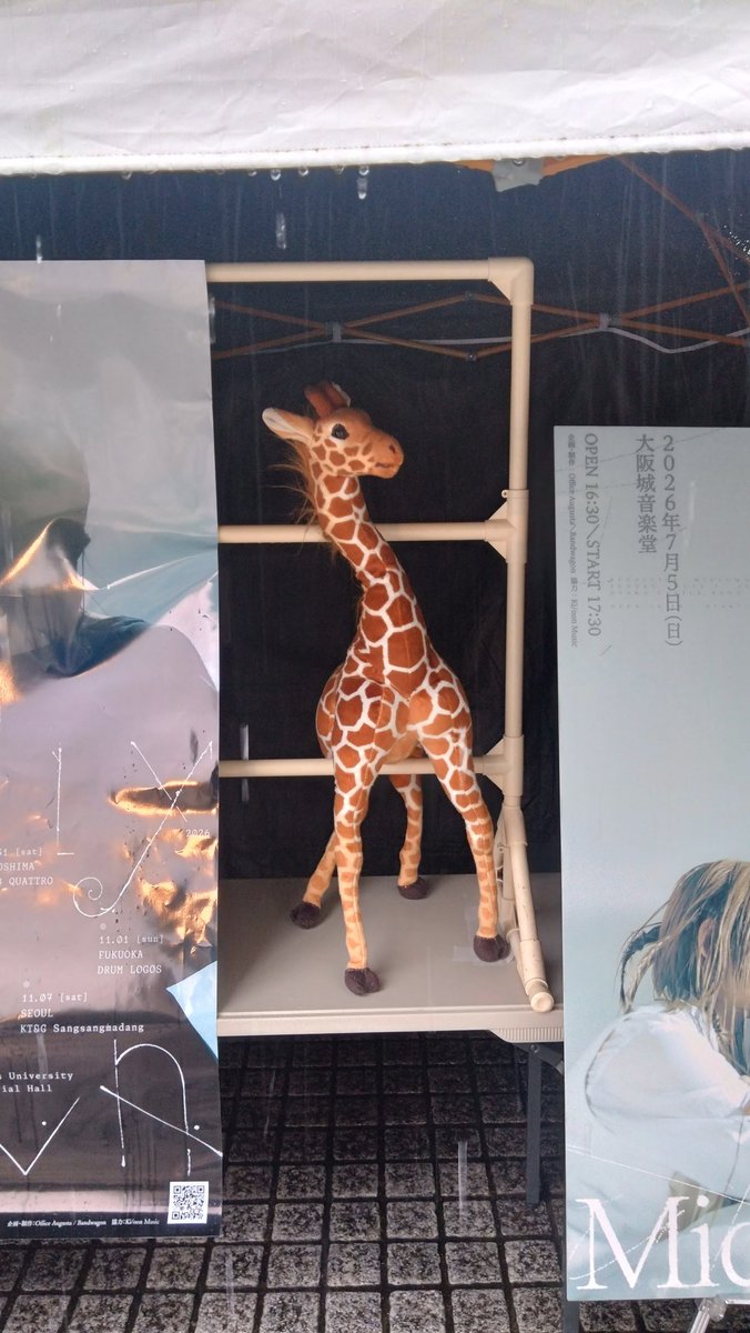 konoutaee's tweet photo. 大阪城音楽堂での
きりんさん🦒🦒は
雨に弱いので!?テントの中でした
キィちゃんは物販コーナー係
リンちゃんはお出迎えとお見送り係で大活躍〜お疲れ様でした!!
そして沢山のマスコットもありがとう🦒🦒🦒🦒🦒🦒🦒🦒🦒🦒🦒🦒
(我が家は1きりん🦒…)
#リーガルリリー https://t.co/cfJzVoFRWn