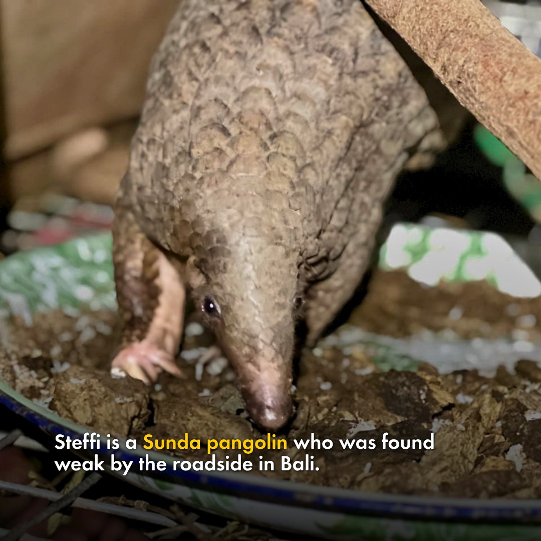 MoveTheWorld's tweet photo. Because of local awareness and education, the people who found her chose protection over profit. 

This is what your support makes possible.

Not just rescue, but a future where people choose to protect pangolins. 

Help more pangolins get home. Donate today.