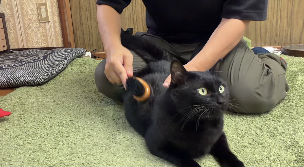 黒猫